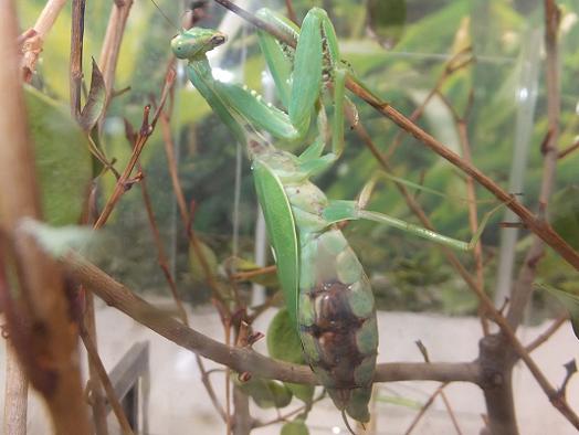 ハラビロカマキリ