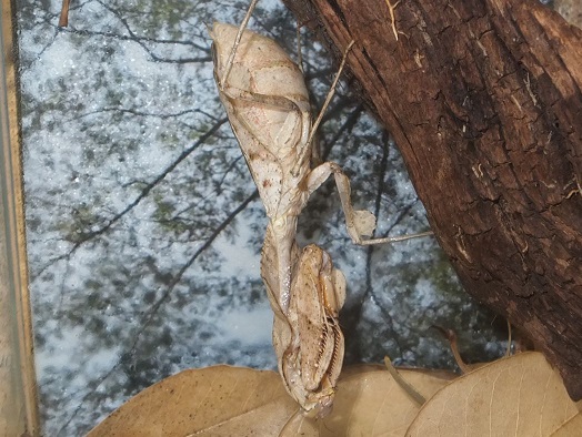 ヒシムネカレハカマキリ