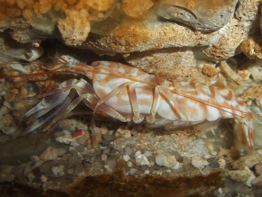 ニシキテッポウエビ