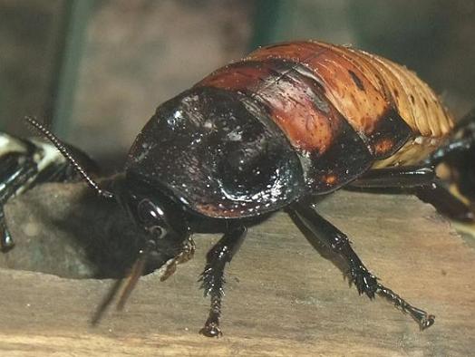 マダガスカルオオゴキブリ