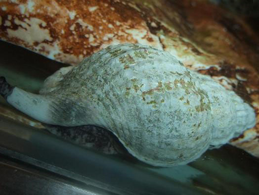 カブトアヤボラ