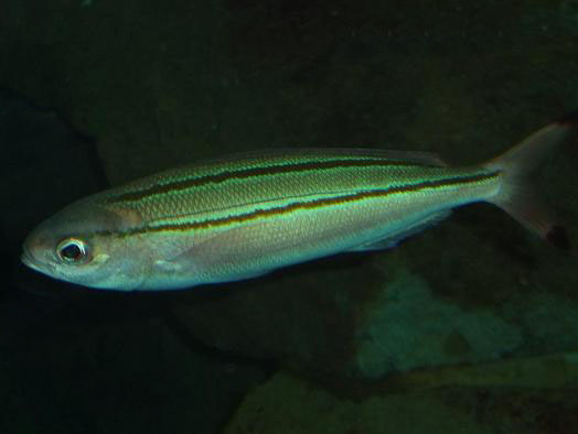 タカサゴ