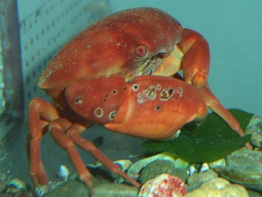 ユウモンガニ