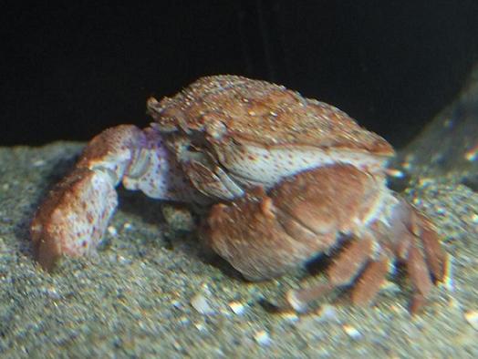 ウスハオウギガニモドキ