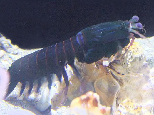 フトユビシャコモドキ