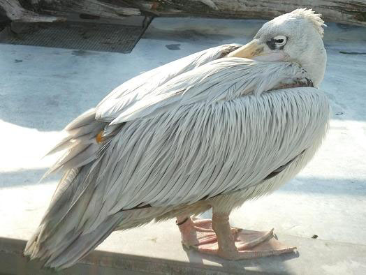 コシベニペリカン