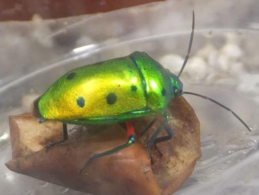 ナナホシキンカメムシ