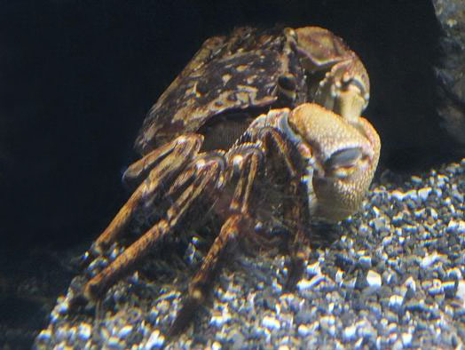 オガサワラクロベンケイガニ