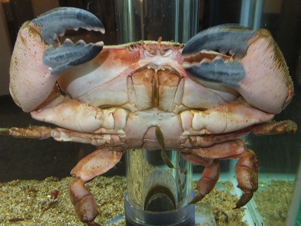 アカマンジュウガニ