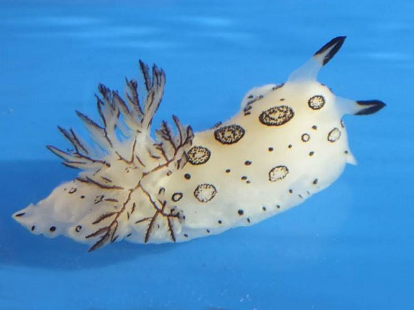 ブチウミウシ
