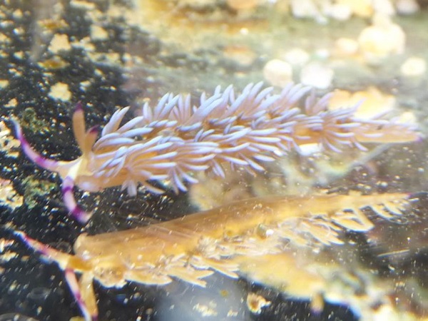 ムカデミノウミウシ