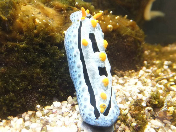 ソライロイボウミウシ