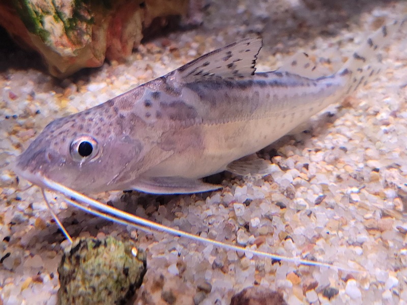 ピクタスキャット