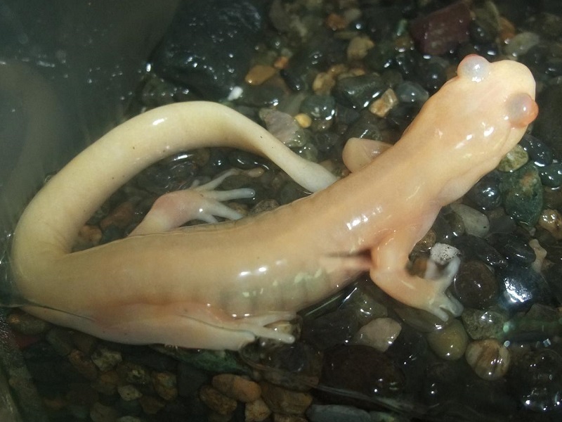 エゾサンショウウオ（アルビノ）
