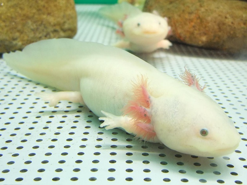 メキシコサラマンダー（アルビノ）
