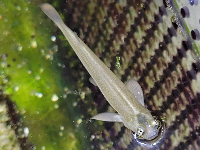 ヨツメウオ（幼魚）