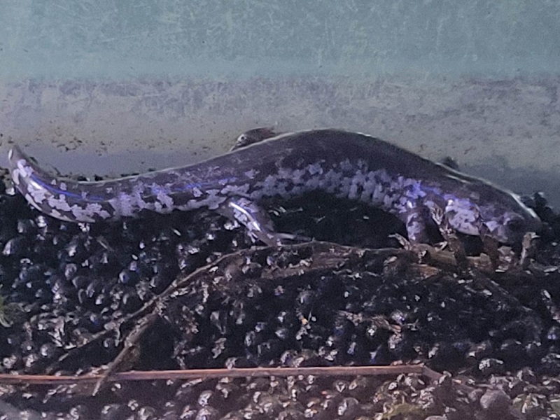 ブチサンショウウオ