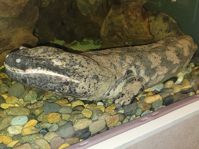 スライゴオオサンショウウオ