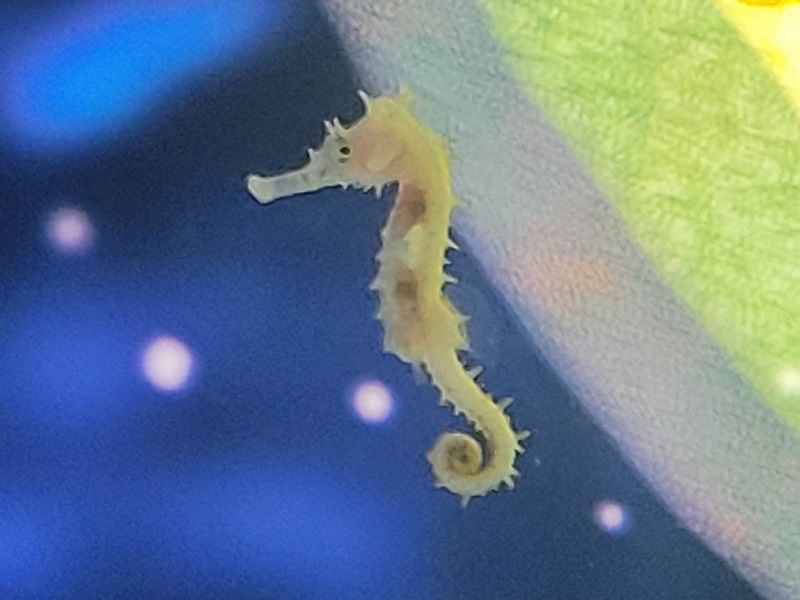 ゼブラスナウトシーホース