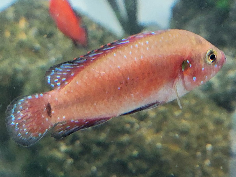 トゥルカナレッドジュエルシクリッド