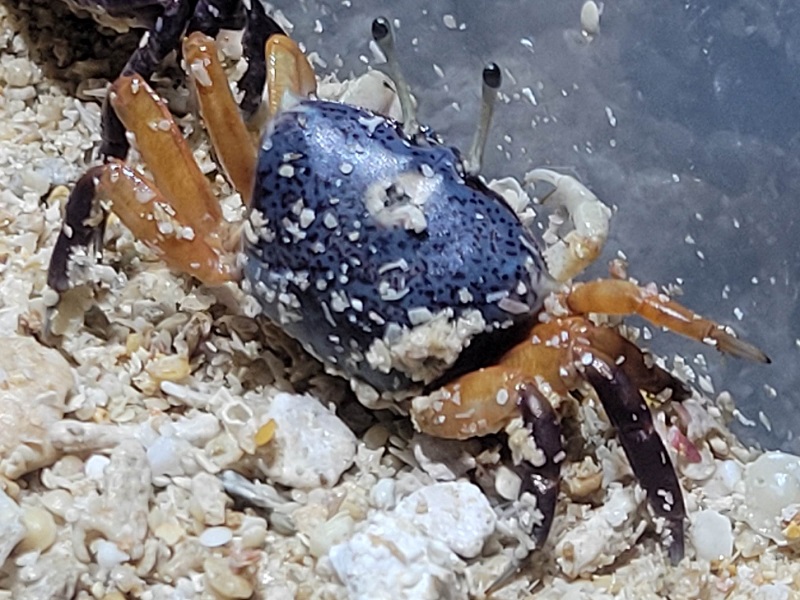 ルリマダラシオマネキ