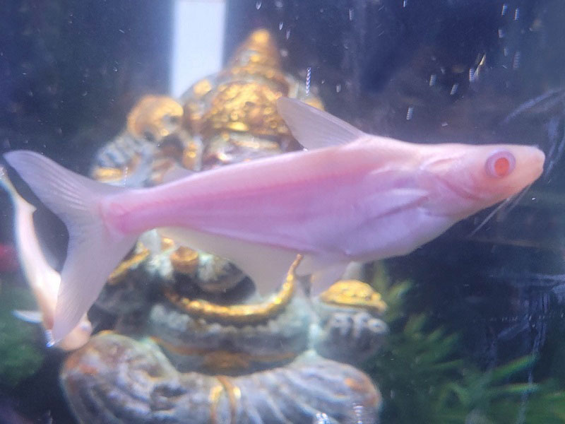 カイヤン（アルビノ）