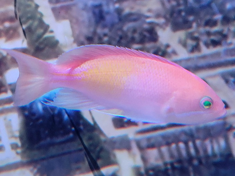 カシワハナダイ