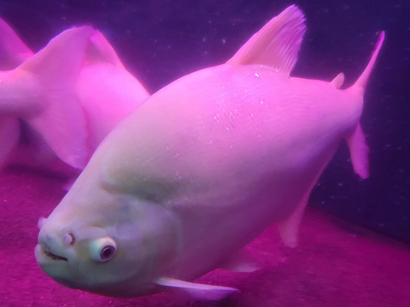 コロソマ（アルビノ）