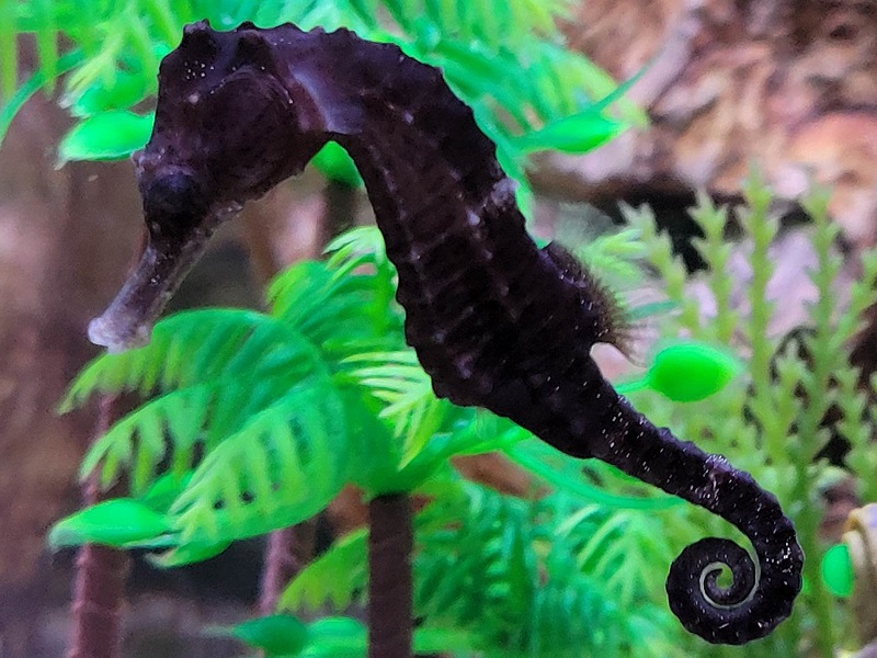 ラインドシーホース