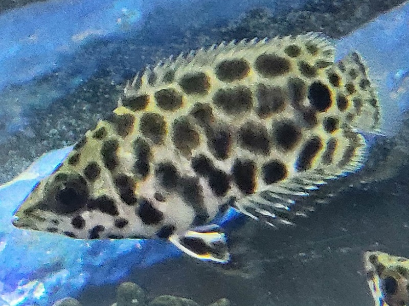 レオパードクテノポマ