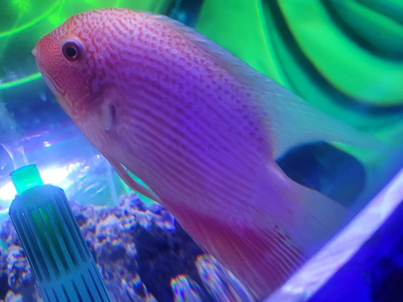 レッドスポットセベラム