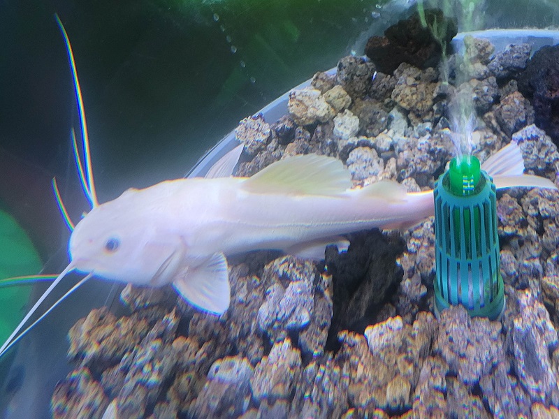 レッドテールキャットフィッシュ（アルビノ）