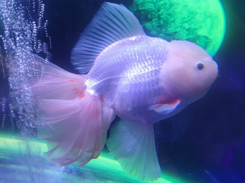 ローズテールシロオランダ