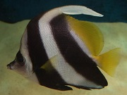 チョウチョウウオ