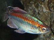 カラシン