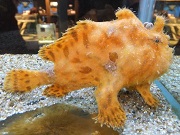アンコウ