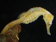 タツノオトシゴ