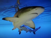 サメ