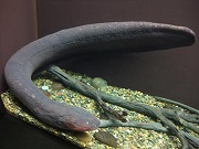 ウナギ