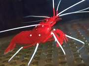 エビ