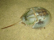 カブトガニ