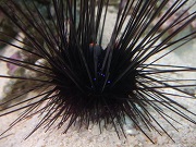 ウニ