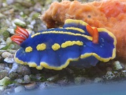 ウミウシ
