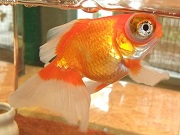 金魚
