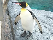 ペンギン