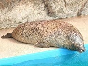 アザラシ