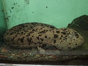サンショウウオ