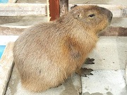 動物