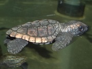 赤ちゃん水族館
