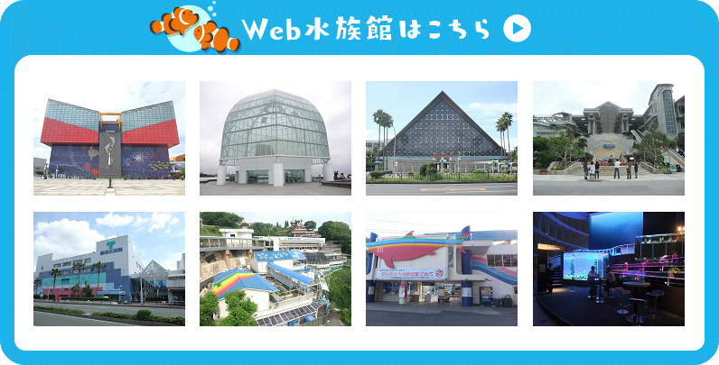 Web水族館はこちら